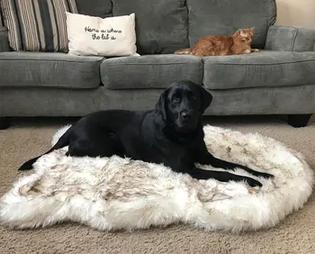 

Faux Fur Orthopedic Dog Bed Curve White Dog Rug For Big Medium Small Puppys Support Dropping Shipping