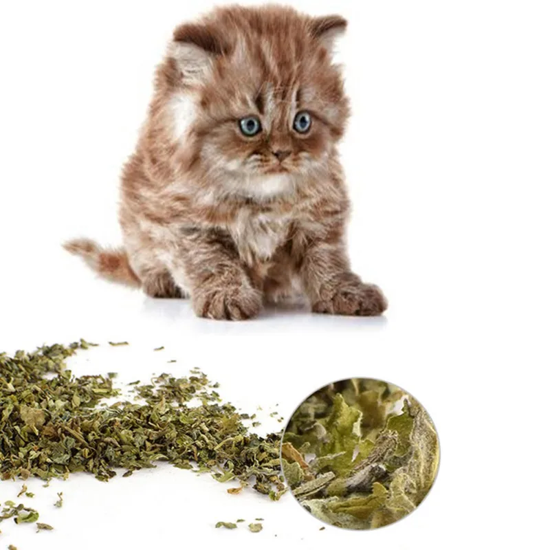 

6g/bag Natural Catnip Cleaning Dental Leaves Cat Kitten Healthy Snacks Your Cats To Go Crazy Over Cat Treat Healthy