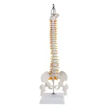 45cm Flexible Human Spinal Column Vertebral Lumbar Curve Anatomical Model Anatomy Spine Medical Teaching Tool human anatomical head section brain spinal cord viscera medical organ model school hospital