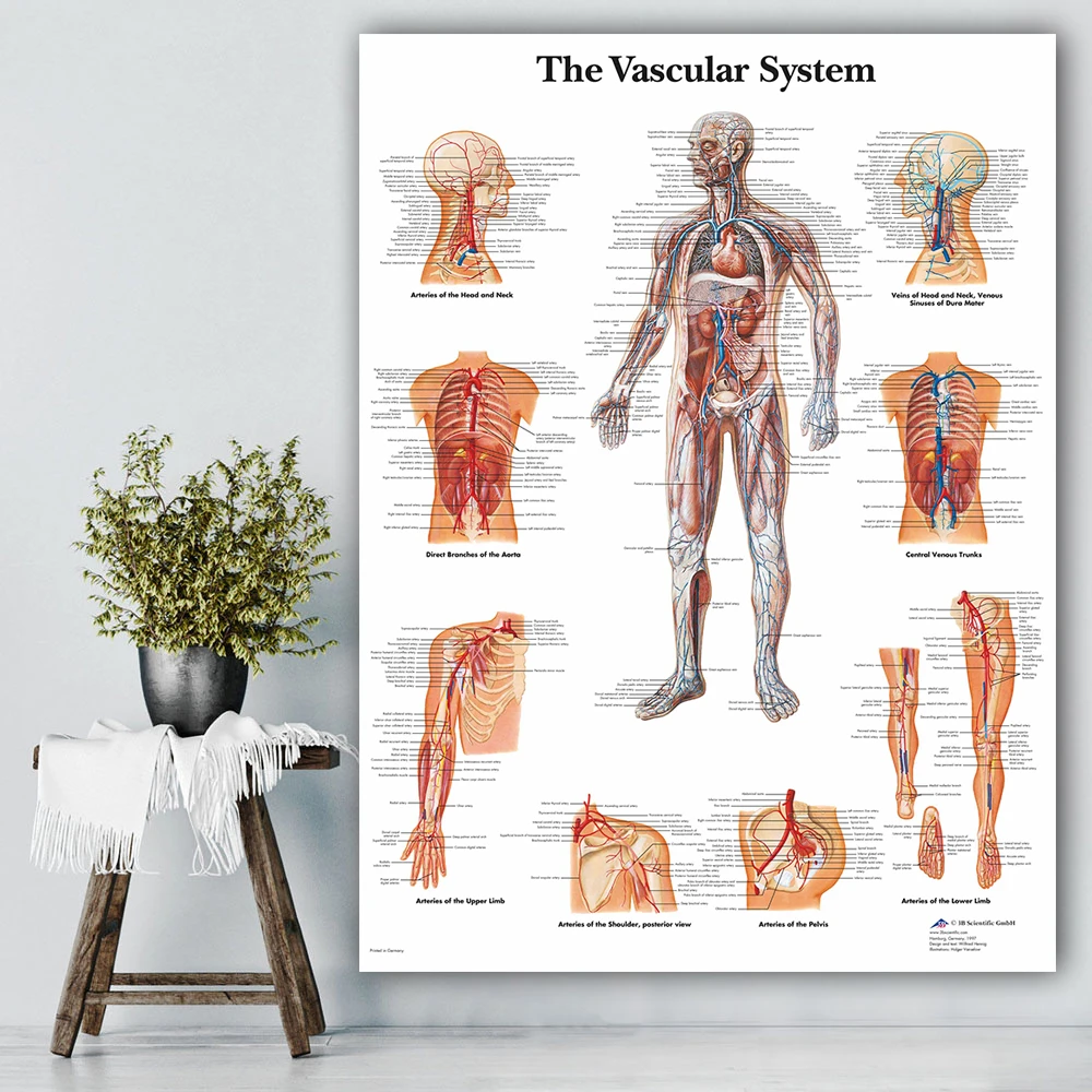 Сосудистая система, диаграмма, плакат, карта, холст, живопись, настенные картины для медицинского образования, доктор, офис, класс, домашний декор