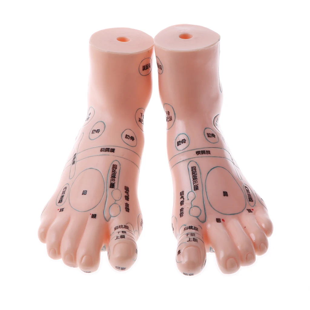 2PCS Anatomical Human Feet Massage Acupoint Model, Professional Foot Reflexology Acupoint Model, Lab Demonstration, 19cm Length