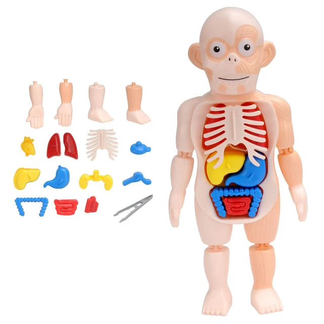 Body Anatomy Model For kids Children Human Torso Model Montessori Educational Learning Toys Organ Assembled Toy Kids 3D Puzzles 4
