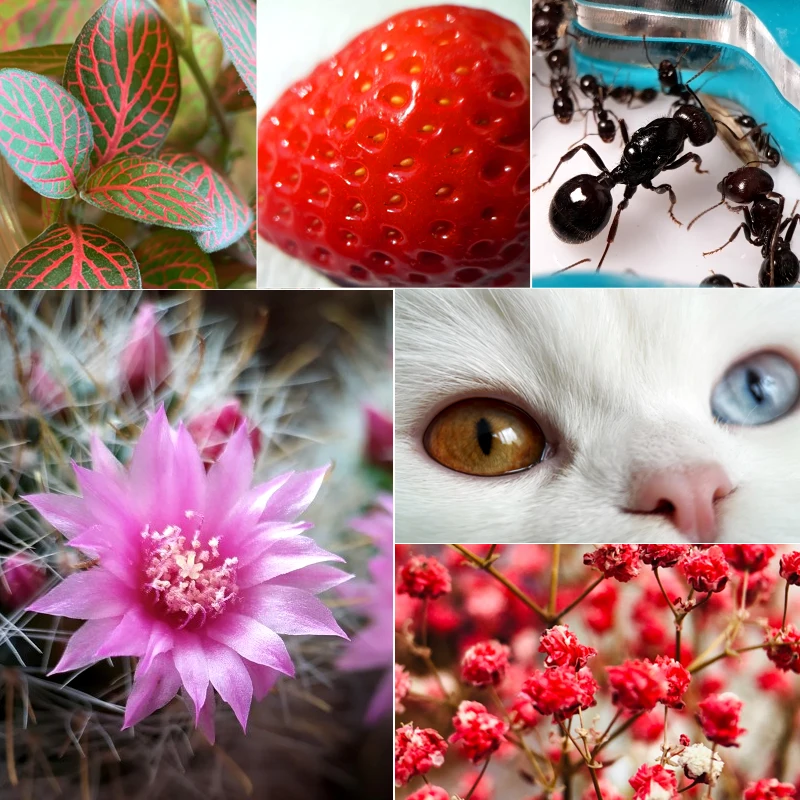 Professional 10X Macro Lens for Smartphones