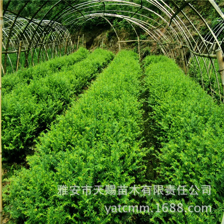 

Courtyard Rare Sapling Mairei Seedlings Landscape Tree Yew Sapling Base