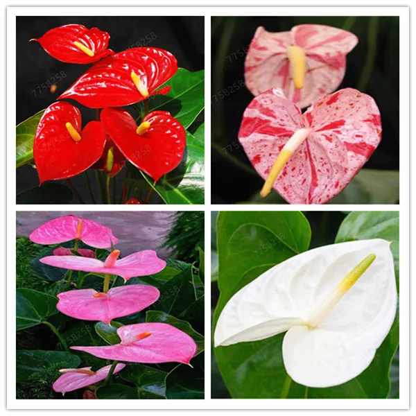 

100 Pcs Rare Flower Anthurium Bonsai Balcony Potted Plant Anthurium Flower herb flower Bonsai For DIY Home Garden Easy To Grow