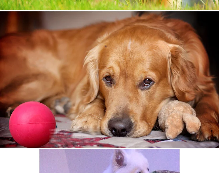 Pet Molar обучение для средних и больших собак плюшевый укусов мяч щенок настоящий эластичный шар золотой ретривер игрушка для собак
