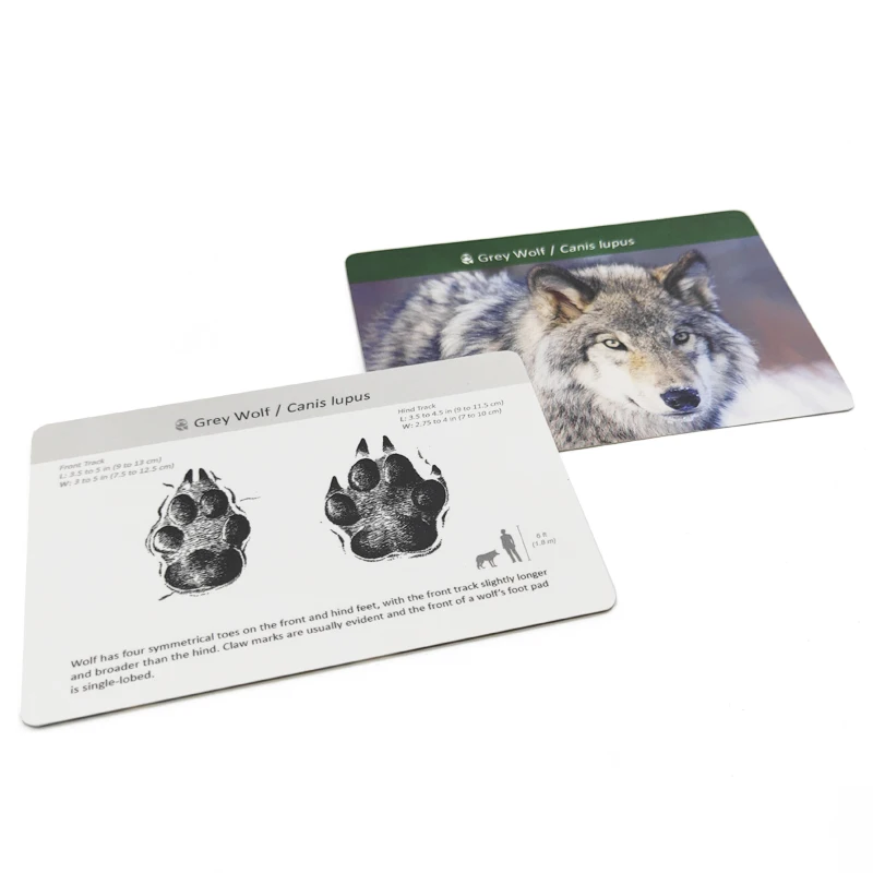 

Children Montessori Baby English Card Word Card Learning Animal Track Game Flash Cards for Kids Baby Juguetes Educational Toy