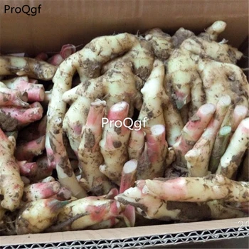 

Ngryise 5Pcs A Set Zingiber officinale Roscoe root