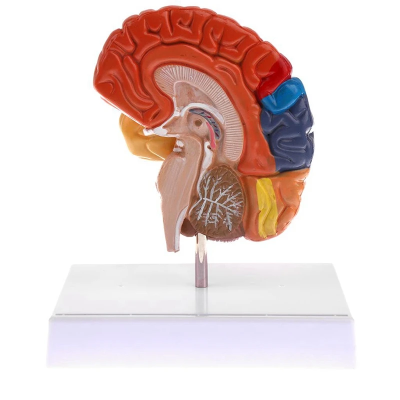 

HLZS-Cerebral Anatomical Model Anatomy 1:1 Half Brain Brainstem Medical Teaching Lab Supplies