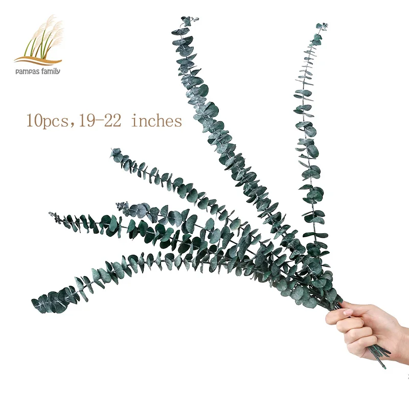 Сушеные ветки эвкалипта 19-22 ''/10 шт. | Дом и сад