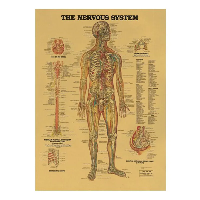 Description Picture 2 of itemVintage The Nervous System Medical Poster Room Decoration Stickers Wall Decor Kraft Paper Home Decor Wall Sticker Posters