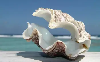 

Huge Beach Shell Art Film Print Silk Poster Home Wall Decor 24x36inch