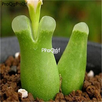 

Ngryise 1000pcs Conophytum devium