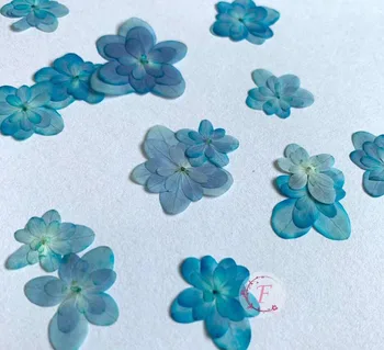 

120pcs Sky Blue Pressed Dried Several Petals Hydrangea Flower Plant Herbarium For Jewelry Postcard Bookmark Phone Case Craft DIY