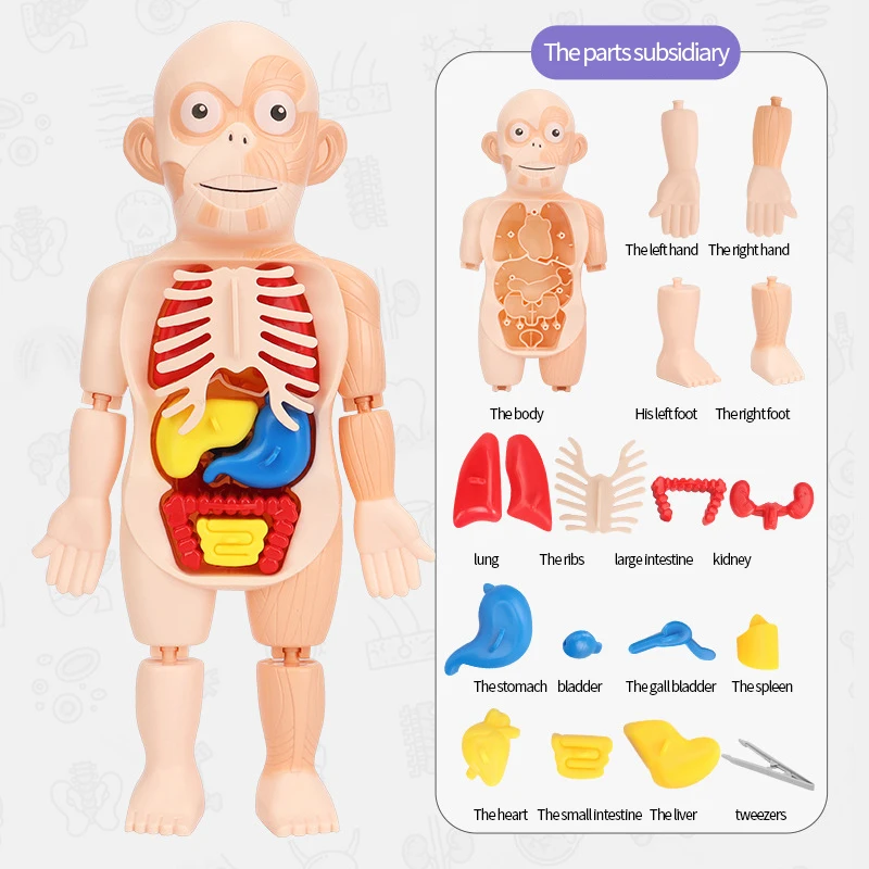 ISAKEN Set 8 Modelli Di Anatomia Umana: Organi Del Corpo In PVC (Intestino, Polmoni, Cuore, Cervello, Stomaco, Fegato, Reni) - Giocattolo Educativo Per Bambini - 6