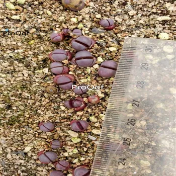 

Prodgf 3Pcs A Set Lithops meyeri