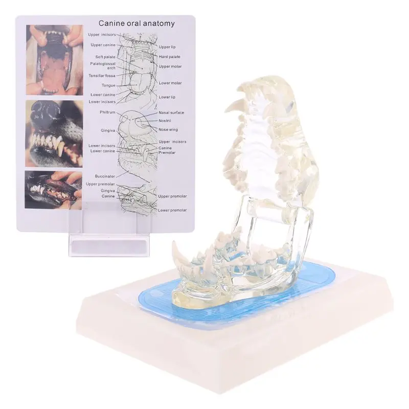 

Transparent Dog Teeth Jaw Tooth Model Anatomical Teaching Demonstration Canine X6HB