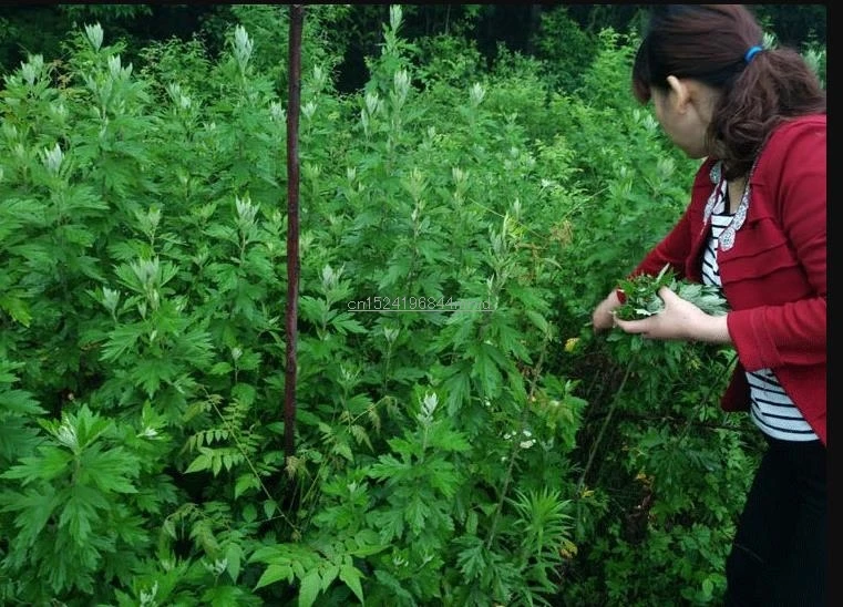 HTB1XDDtLkvoK1RjSZFNq6AxMVXa0