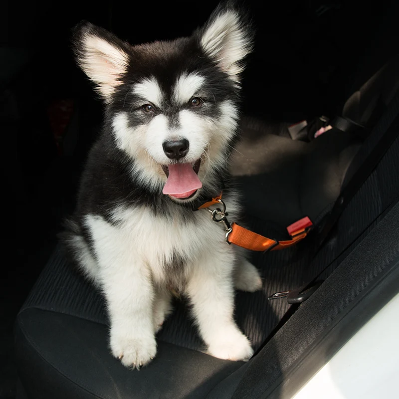 Dog Car Seat Belt Adjustable Leash Harness Colorful Travel Seatbelt Pets Cat Vehicle Safety Leash For Puppy Dogs Seat Belt