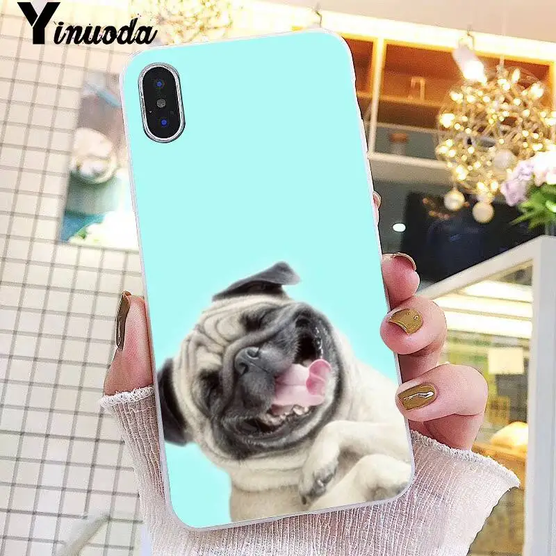 Animal Cute Pug Dog