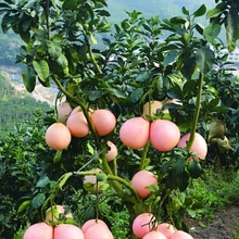 30 шт./пакет свежего красного мяса помело дерево Oobonsai F фруктовых деревьев семильяс