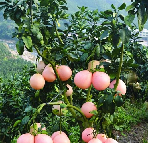 

30pcs/bag Fresh Red meat pomelo tree Oobonsai F fruit tree Semillas