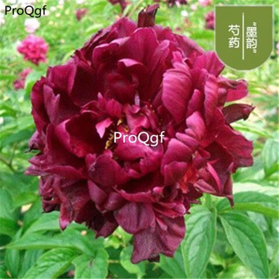 Ngryise 18 шт. набор Paeonia lactiflora пион много видов выбор - Цвет: 21