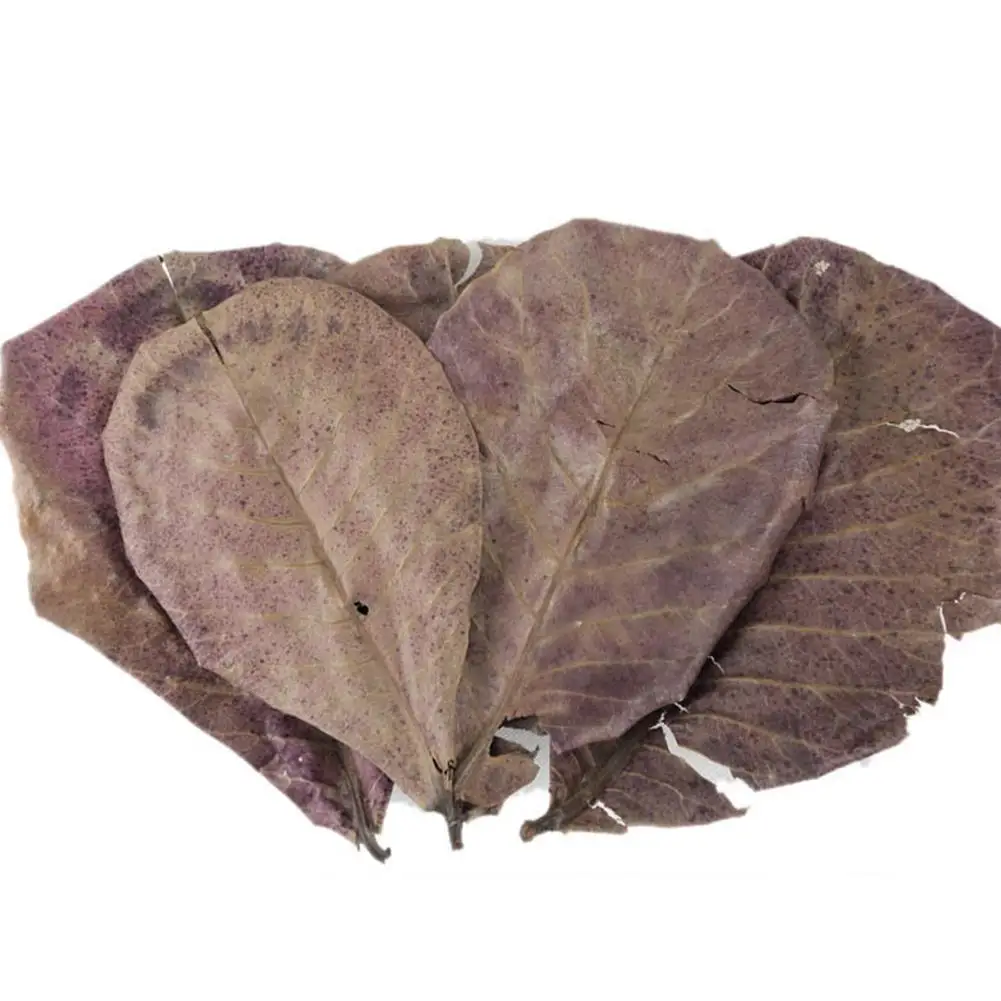 Almond Leaf Natural Terminalia Catappa Leaves Aquarium Decoration Fish Tank Cleaning Tools Water Treatment Aquarium Accessories, aquarium leaves