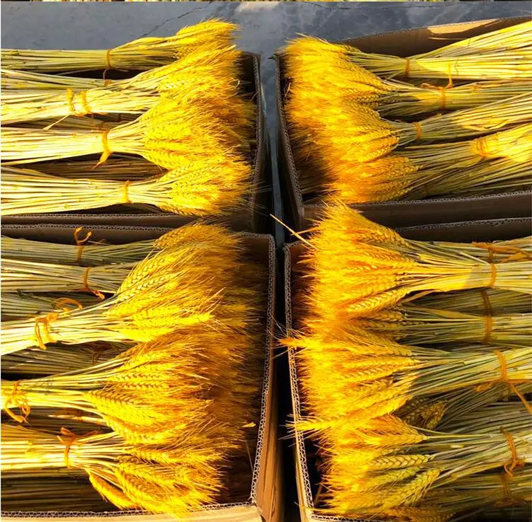 50100Pcs Artificial Wheat Ears Natural Dried Flowers Grain Bouquet For Wedding Party Decoration Three Color JH89 (3)