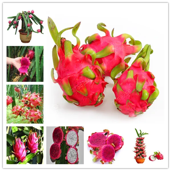 

100 Pcs Dragon Fruit