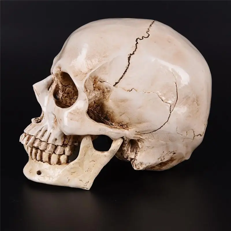 Lifesize 1:1 Realistic Human Skull Replica Resin Model Anatomical Skeleton A 