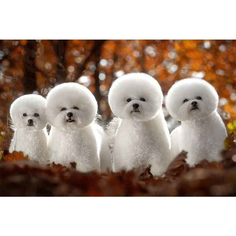 

DIY Diamond Painting New Style 5D Cute Bichon Resin Full of Crystals Manufacturers Direct Selling Recruitment Agent Support on B