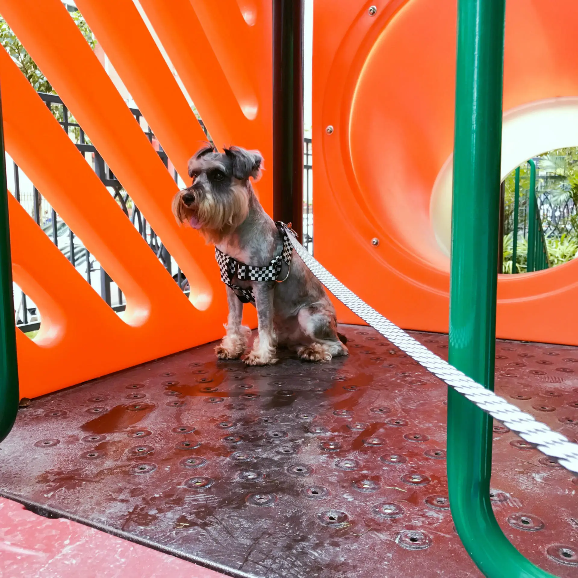 Черный и белый checkerboadr плед pet che ремень плюс ошейник Собачий Поводок Веревка металлическая пряжка звено сильная для больших и мощных собак