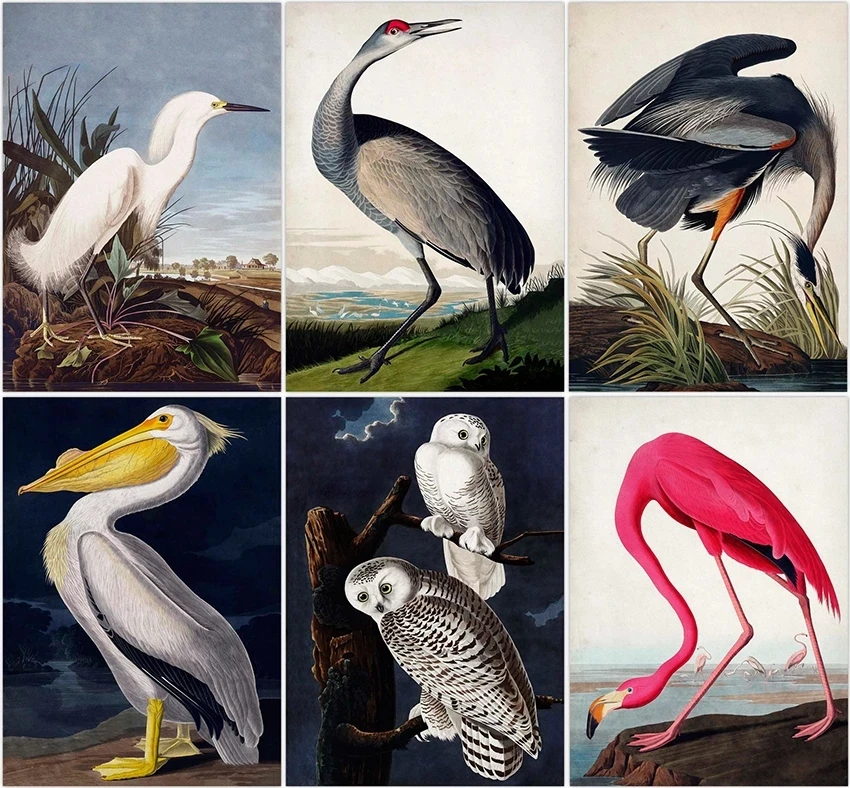 Vintage-Bird-Audubon-Bird-Posters-Pink-Flamingo-Snowy-Owl-Blue-Heron-White-Egret-Painting-Wall-Art.jpg_.webp_Q90.jpg_.webp_.webp