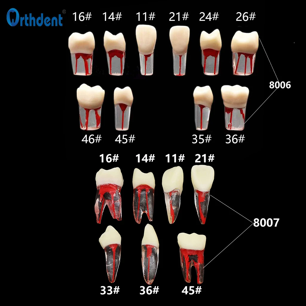 Dental Endo Training Block Tooth Endodontics Root Canal Model Dentistry