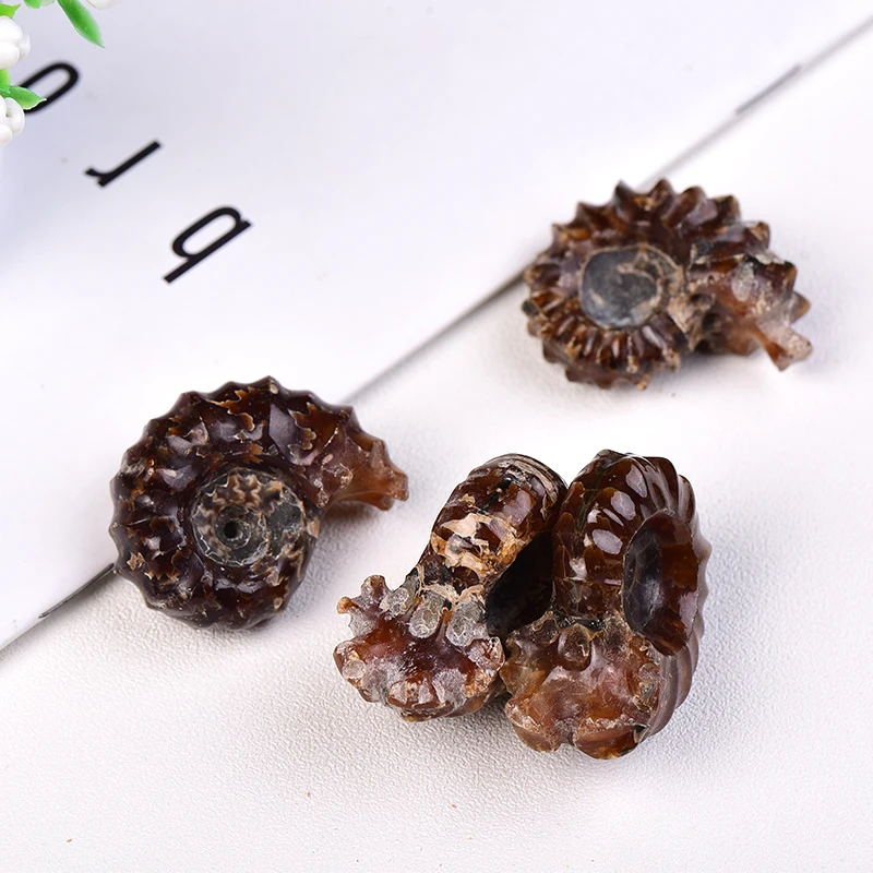 Оптовая продажа натуральный нефритовый раковинный камень минеральный образец