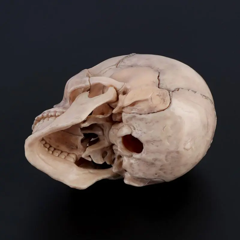 15 шт./компл. 4D разобранный череп анатомический модель съемный медицинский обучающий инструмент