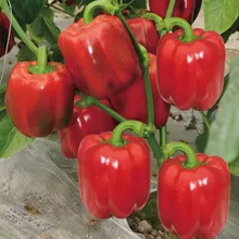 Красный колокольчик перец, бонсай из растения сладкого перца, растительный сад Чили-50 растение