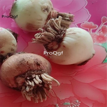 

Ngryise 3Pcs A Set Amaryllis belladonna