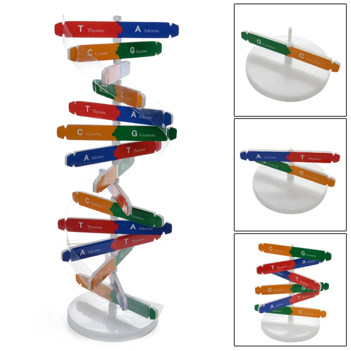 DIY DNA модель научный биологический эксперимент для детей DIY сборка обучающая игрушка NSV775