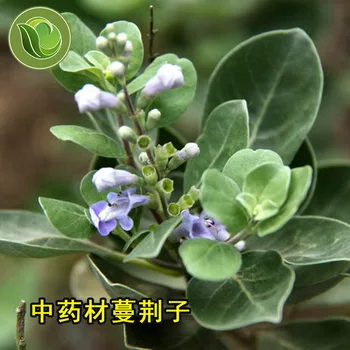 

Man Jing Zi/Fructus Viticis Seed