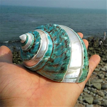 

11Cm Sea Green Snail 1 Pcs Fish Aquarium Decoration Dry Kid Aquarium Decor Mediterranean Organic Material Small Shell