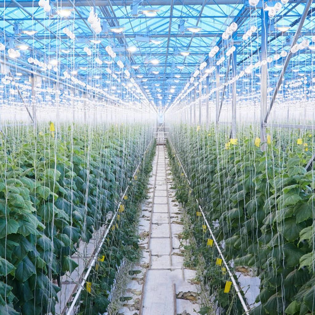 2pack Garden Tomato Hooks Trellis Rollerhook Vegetable Planting Support Clamps 2pack Garden Tomato Hooks Trellis Rollerhook Vegetable Planting Support Clamps