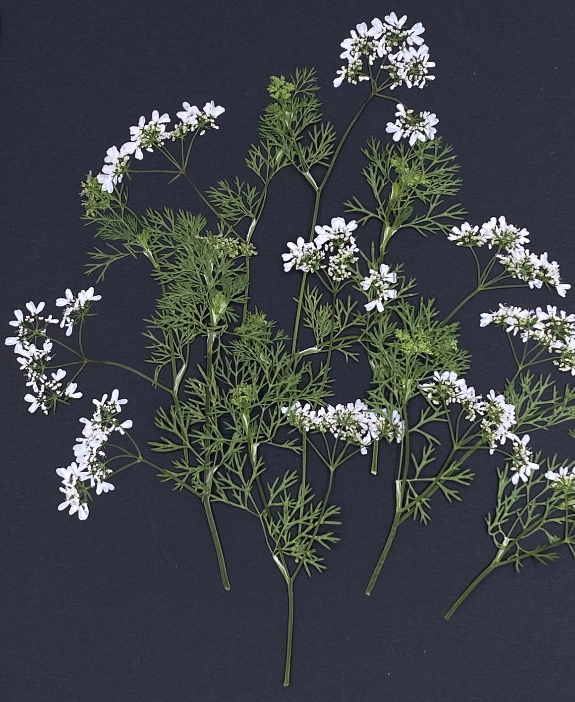 20 штук прессованный высушенный цветочный Coriandrum sativum с уплотнением для нейл-арта