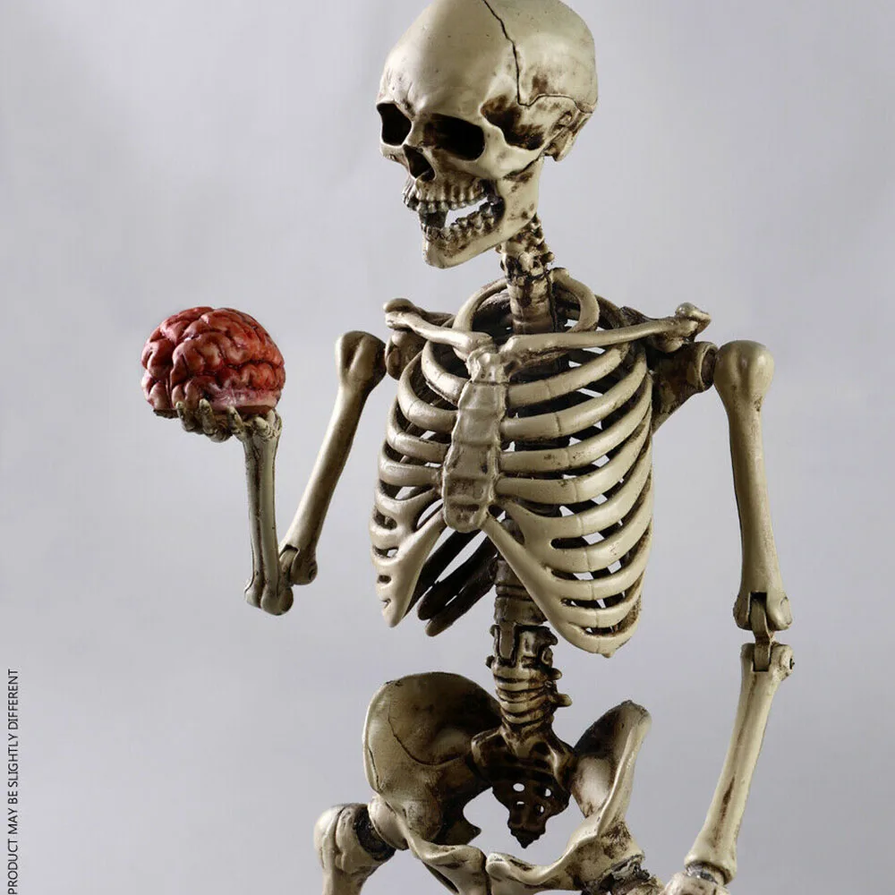 

IN STOCK COOMODEL 1/6 The Human Skeleton Metal Body Movable Model Fit 12'' Figure With Brain