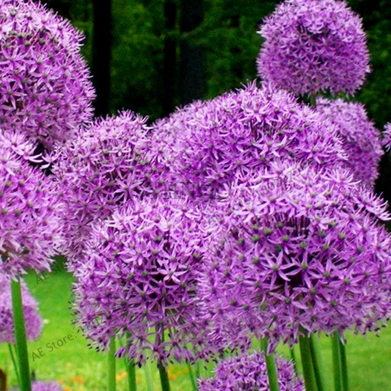 200 шт./пакет фиолетовый Giant Allium Giganteum, красивый цветок-бонсай садовое растение в уровень почкования 95% редкий цветок для детей - Цвет: 4