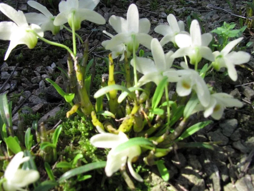 Ферментация сосновая кора весы Algam Dendrobium саженцы орхидеи горшечные растения посадки матрицы удобрения питательная почва