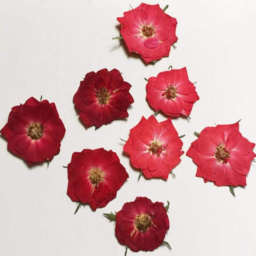 60pcs-Pressed-Dried-Red-Dark-Red-Rose-Flower-For-Jewelry-Bookmark-Phone ...