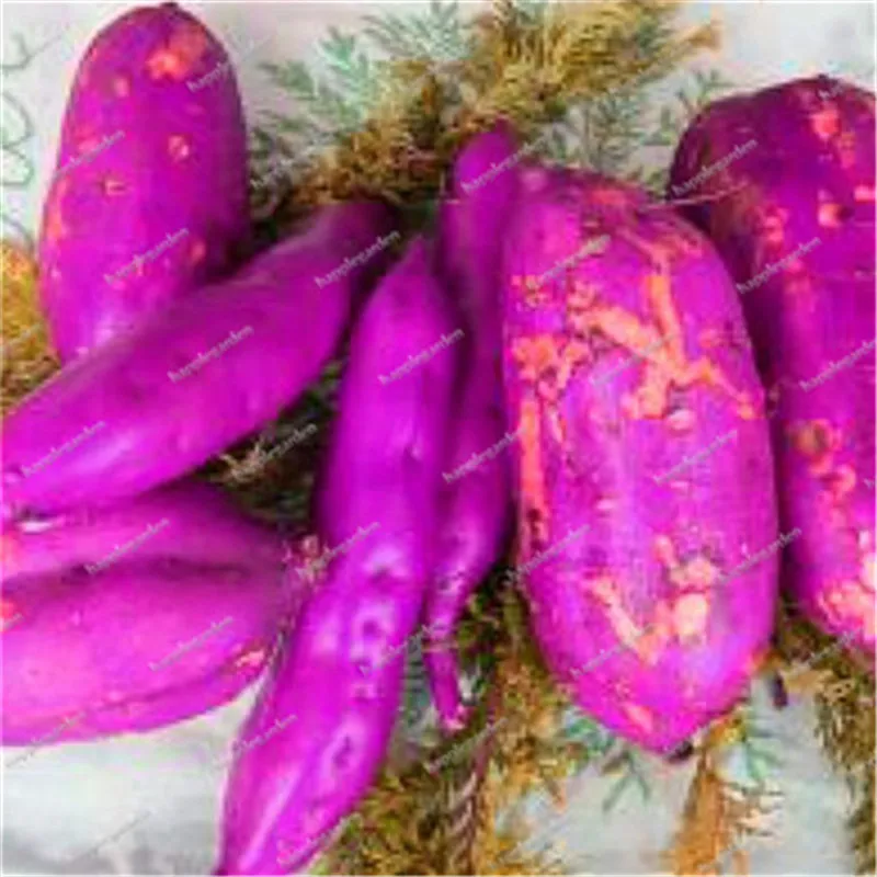 100Pcs/Bag Sweet Potato plant Vegetables Bonsai Fresh Food Fruit And