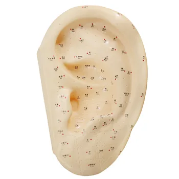 

40cm Human Ear Acupuncture Point Model Reflexology Acupoint Ear Model with English manual for Vaccaria Seeds Or acupuncture